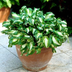 Hosta - Funkia Mediovariegata - 1 kłącze
