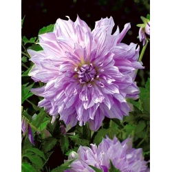 Dalia Mom's Special
