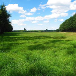 Życica trwała 2N gazonowa Bokser - 5 kg