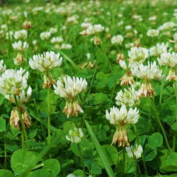 Koniczyna biała Romena - 0,5 kg