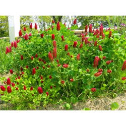 Koniczyna inkarnatka Contea - 5 kg