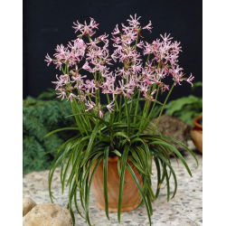 Nerine Undulata - 1 szt.