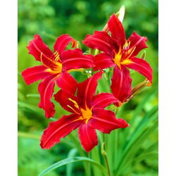 Liliowiec Crimson Pirate