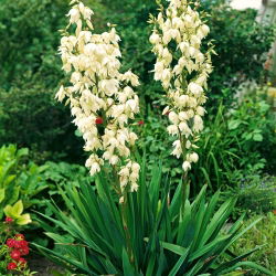 Juka karolińska - Yucca filamentosa - 1 kłącze