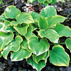 Funkia - Hosta Winter Snow - 1 kłącze