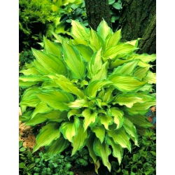 Funkia - Hosta Albopicta - 1 kłącze