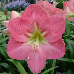 Hippeastrum, Amarylis, Zwartnica - Susan - 1 cebula