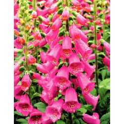 Naparstnica różowa - Camelot Rose - 1 szt.