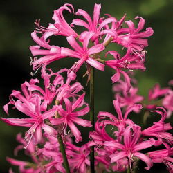 Nerine - Nerine Bowdenii - 2 cebule