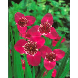 Tigridia - Tygrysówka różowa Pink - 10 cebulek