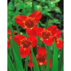 Tigridia - Tygrysówka czerwona Red - 10 cebulek