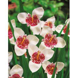 Tigridia - Tygrysówka biała White - 10 cebulek