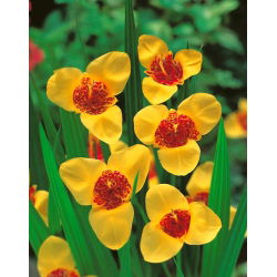 Tigridia - Tygrysówka żółta Yellow - 10 cebulek
