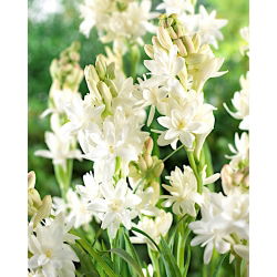 Tuberoza wonna - Polianthes tuberosa - 2 cebule