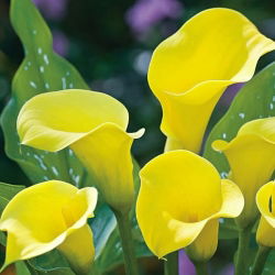 Calla Cream - 1 cebulka