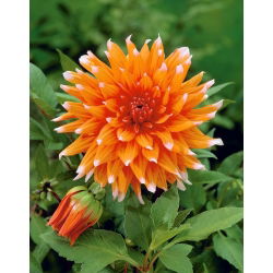 Dalia - Colour Spectacle