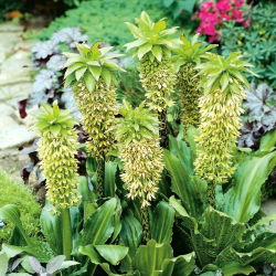 Eukomis dwubarwny - Eucomis bicolor - 2 cebule