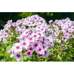 Floks (Phlox) - Płomyk wiechowaty - Graf Zeppelin - 1 kłącze