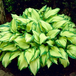 Funkia - Hosta Albopicta - 1 kłącze