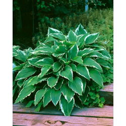 Hosta - Funkia Crispula - 1 kłącze