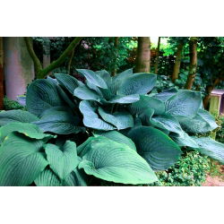 Funkia - Hosta Empress Wu - 1 kłącze