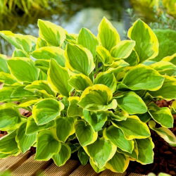 Funkia - Hosta Golden Tiara - 1 kłącze