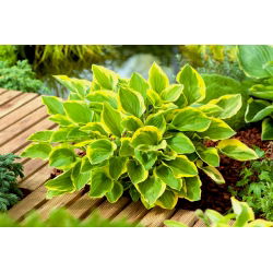 Funkia - Hosta Golden Tiara - 1 kłącze