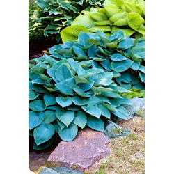 Hosta - Funkia Halcyon - 1 kłącze