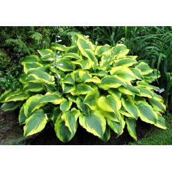 Funkia - Hosta Satisfaction - 1 kłącze