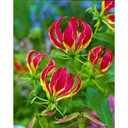 Gloriosa - Glorioza - 1 cebulka