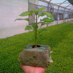 Pęczniejąca doniczka ekologiczna - GrowBlock - 80x80 mm - 12 sztuk