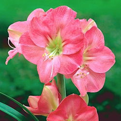 Hippeastrum, Amarylis, Zwartnica - Susan - 1 cebula