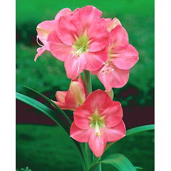 Hippeastrum, Amarylis, Zwartnica - Susan - 1 cebula