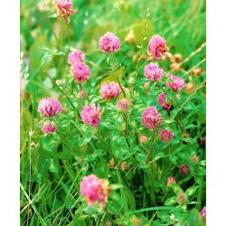 Koniczyna łąkowa Dajana - 0,5 kg