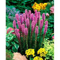 Liatra kłosowa purpurowa - Liatris spicata Purple - 10 cebulek