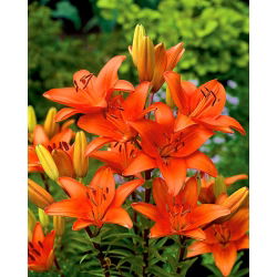 Lilia azjatycka pomarańczowa - Orange - 1 cebula