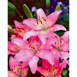 Lilia azjatycka różowa - Pink - 1 cebula