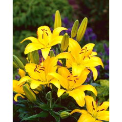 Lilia azjatycka żółta - Yellow - 1 cebula