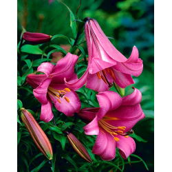 Lilia trąbkowa Pink Perfection - 1 cebula