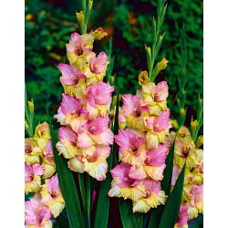 Gladiolus - Mieczyk Mon Amour - 5 cebulek