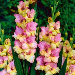 Gladiolus - Mieczyk Mon Amour - 5 cebulek