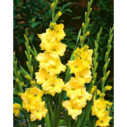 Gladiolus - Mieczyk Nova Lux - 5 cebulek