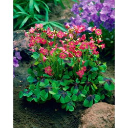 Szczawik Deppego - Oxalis deppei - 25 cebulek
