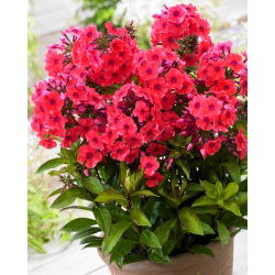 Floks (Phlox) - Płomyk wiechowaty - Tequila Sunrise - 1 szt.