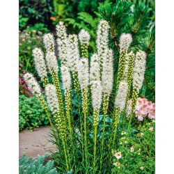 Liatra kłosowa - biała - 150 nasion