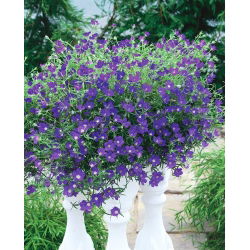 Zwrotnica - 2250 nasion