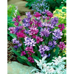 Babiana Kew Hybrids - mix kolorów - 10 cebulek