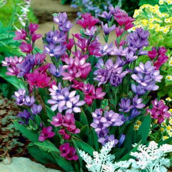 Babiana Kew Hybrids - mix kolorów - 10 cebulek