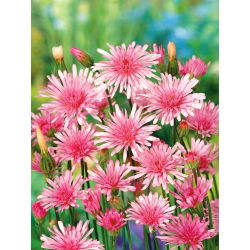 Pępawa - 425 nasion