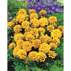 Aksamitka rozpierzchła – Yellow Fire - 350 nasion